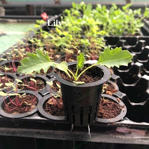 Granulés de graines de coco pour l'exportation | Fabricant de bouchons de coco écologiques/Lily - Product Image 6