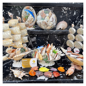 Natural Sea Shells White Assorted Mixed Ocean Conch Scallops DIY Crafts Beach Wedding Rustic Decor Aquarium Vase - CARYLN - Product Image 1