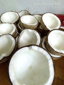 Noix de coco brune vieillie de qualité export (noix de coco mûre entièrement décortiquée) Ben Tre Vietnam, taille uniforme, 100% naturelle, durée de conservation de 2 à 3 mois - Product Image 2