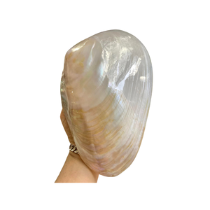 Assiette en nacre naturelle du Vietnam, matériau en coquillage pour servir des collations, présentation décorative, décoration intérieure et événements - Product Image 3