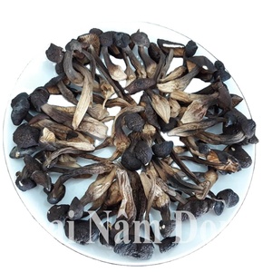 Apodado el "hongo Rey" SETA DE TERMITA NEGRA CULTIVADA SETA DE TERMITA seca al mejor precio Akina - Product Image 1
