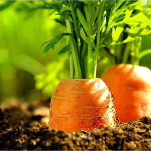 Carottes fraîches de qualité supérieure / Prix de gros biologique provenant des États-Unis Nouvelle saison Services OEM/ODM - Product Image 5