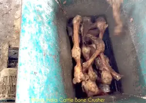 Broyeur d'os de bétail de qualité supérieure, machine à double arbre robuste avec boîte de vitesses hélicoïdale électrique à bas prix - Product Image 3