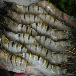 Mariscos Premium, Camarones Tigre Congelados con Excelente Calidad de Carne, Sabor Natural y Conservación Confiable para Restaurantes - Product Image 1