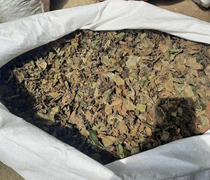 Hojas de Betel orgánicas secas de primera calidad con efecto antioxidante para el cuidado de la salud del proveedor de Vietnam - Product Image 5
