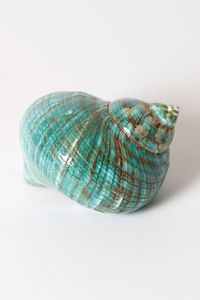 Turban vert naturel en coquillage, fait main, poli, en matériau organique, toucher réel, thème animal, décoration intérieure, artisanat pour mariage et fêtes - Product Image 4
