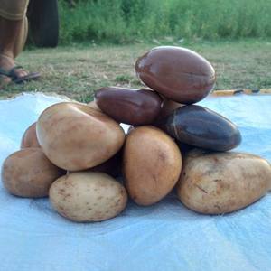 หินก้อนธรรมชาติและหินกรวดสำหรับจัดสวนและตกแต่งพื้นที่ริมน้ำ สวน บ้าน โรงแรม สถานรับเลี้ยงเด็ก และการใช้งานในอุตสาหกรรม - Product Image 2