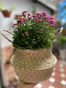 Woven Seagrass Belly <b>Basket</b> for Storage Plant Pot <b>Laundry</b> and Grocery <b>Basket</b> with Handle Wholesale Export from Vietnam Factory - Product Image 4