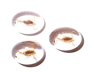Escorpión Dorado, Espécimen Real, Cabujón de Plástico Ovalado de 18x25 mm, Base Plana Transparente para Manualidades y Joyería - Product Image 6