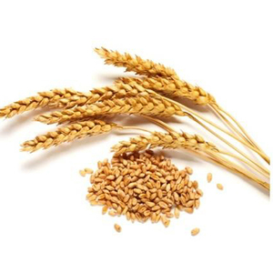 Granos de Trigo Blando de Primera Calidad para Exportación al por Mayor, Grado Alimenticio Premium, Disponibilidad Inmediata para Compradores Globales - Product Image 2