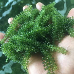 Uvas de Mar Deshidratadas Premium, Proveedor de Vietnam, Algas Verdes Secas para Alimentos Saludables y Uso en Catering - Product Image 1