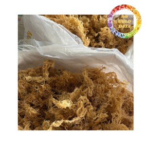 Musgo Marino Seco a Granel para Exportación, Superalimento Vegano Saludable, Fabricante Vietnamita con Etiqueta Privada OEM - Product Image 2