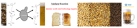 Solutions de système de torréfaction de malt 200kg - 1000kg – Torréfacteur de malt d'orge pour brasseries et usines de malterie - Yingtai Machinery