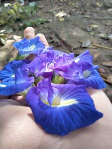 Supply Ready Organic Raw <b>Dried</b> Butterfly Pea Flowers Natural Blue <b>Petals</b> Slimming Herbal Tea 18 Months Shelf Life Vietnam - Product Image 3
