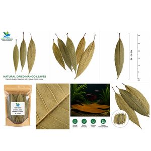 ใบมะม่วงแห้งธรรมชาติสำหรับตู้ปลา |   26-30 ซม. | แพ็ค 1000 ชิ้น - Product Image 2