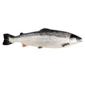 Salmón Fresco Refrigerado para Servicios de Alimentación Comercial, Negocios de Hostelería y Minoristas de Mariscos - Product Image 1