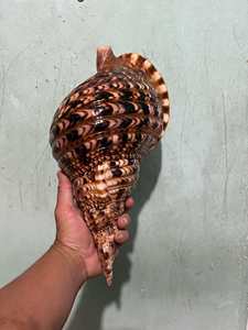 แตรทองเหลืองเวียดนาม ทำจากโลหะผสมทองแดง สำหรับการแสดงดนตรี วงดนตรี วงออร์เคสตรา การฝึกซ้อม และการแสดงบนเวที - Product Image 4