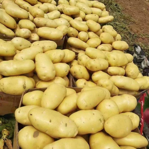 Nouvelle saison, pommes de terre jaunes fraîches, export professionnel, grossiste en pommes de terre, pommes de terre fraîches - Product Image 5