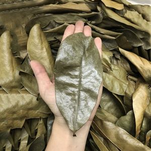 Fournisseur de feuilles de corossol du Vietnam, feuilles de graviaola séchées en gros, meilleur prix, ingrédient pour thé santé, commande en vrac, emballage sous vide - Product Image 5