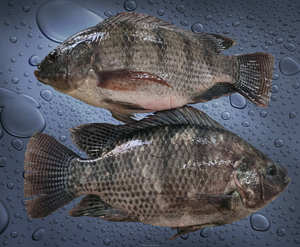 Tilapia Entière Congelée 100% Fraîche IQF, Préparée pour les Acheteurs en Gros, avec un Traitement Propre et une Approvisionnement de Qualité - Product Image 2