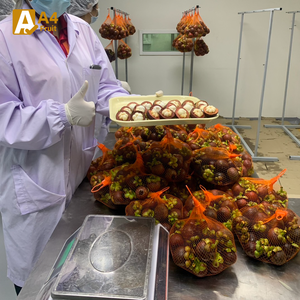 Mangoustan frais biologique de qualité supérieure Khey Taladthai Grade A Emballage en boîte Qualité supérieure Goût sucré Source durable - Product Image 4