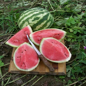 Pastèque fraîche biologique de haute qualité, naturelle et juteuse, 10 kg, prix de gros, stock en vrac disponible - Product Image 4