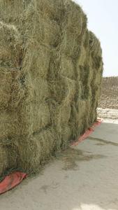 Prix du marché supérieur pour les balles d'aliments mixtes à base d'herbe de Rhodes pour l'importation/l'exportation au Pakistan, balles pressées de qualité supérieure provenant d'une entreprise de premier plan - Product Image 3