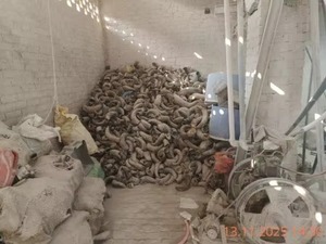 แผ่นเขาควายธรรมชาติทำมือ ทนทาน สำหรับทำธนู แผ่นเขาขัดเงาเรียบ สำหรับธนูโค้งยาว ลามิเนต สำหรับยิงธนู - Product Image 4