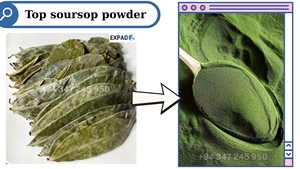 ใบทุเรียนเทศเกรดสุขภาพ | ใบกริโอลาธรรมชาติบริสุทธิ์สำหรับอาหารเสริมเพื่อสุขภาพ - Product Image 6