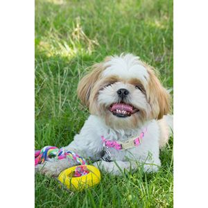 Corda da Masticare per Cani in Gomma e Giocattoli Resistenti a Forma di Pneumatico per Animali Domestici - Product Image 3