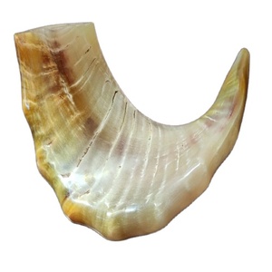 Corne naturelle Rare très grande, à prix adapté, 1 pièce - Product Image 4