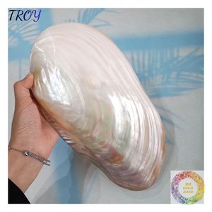 Plato Decorativo con Diseño de Conchas Marinas, Recuerdo para Viajeros, Tiendas Boutique Costeras y Colecciones de Accesorios Naturales para el Hogar - Product Image 1