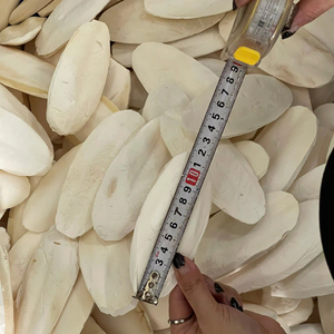 Squid Bone-Cuttlebone/100% Pure Squid Bone From Vietnam Supplier - Product Image 1