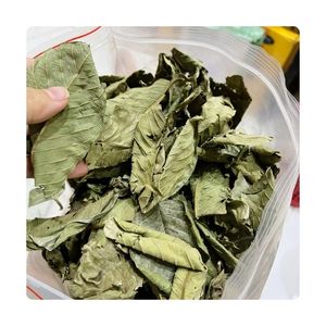 Feuilles de goyavier séchées entières MOST WANTED pour la préparation de boissons rafraîchissantes, le thé et le traitement des extraits alimentaires commerciaux (en boîte) - Product Image 6