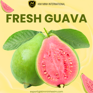 Goyaves fraîches de haute qualité pour la vente en gros _ Exportateur fiable du Vietnam - Product Image 2