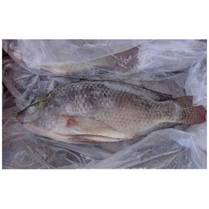 Tilapia Negra Congelada, Intera, Sin Escamas - Product Image 3