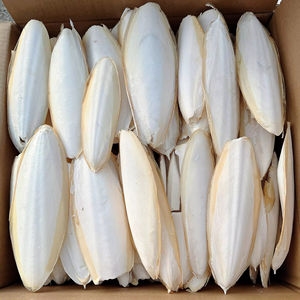 VIETNAM: HUESO DE SEPÍA SECADO DIRECTAMENTE DE FÁBRICA / HUESO DE CUTTLEFISH / HUESO DE SEPÍA - Product Image 1