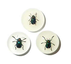 Escarabajo de Hoja Brillante, Espécimen Real, Cabujón de Plástico Redondo de 25x25 mm, Base Plana Brillante para Manualidades y Joyería - Product Image 1
