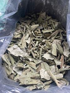 Premium Dried Guava Leaves for <b>Tea</b> Grade Whole Leaves Bulk Wholesale Vietnam Origin - Ms. Tarina - Product Image 4