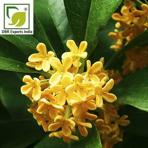 Pure Osmanthus Absolute Oil Natural <b>Flower</b> Extract Luxury Fragrance Oil for Perfume Making Cosmetics Skincare and Personal Care - Product Image 3