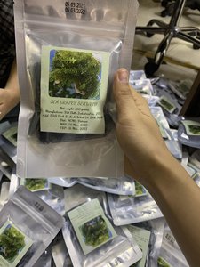 Algues Marines Déshydratées du Vietnam, Caviar Vert Séché de Haute Qualité pour le Marché d'Exportation - Product Image 6