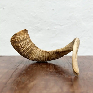 Shofar traditionnel en corne de bélier, instrument de prière naturel fait main, décoration de festival, objet de collection par Neha Enterprises - Product Image 3