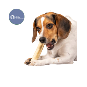 DISPONIBLE: Palos de Madera de Café Natural Premium para Perros, Cuidado Dental, Juguete Interactivo para Limpieza Dental, Suministro al por Mayor, Vietnam - Product Image 1
