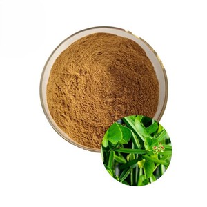 Extrait de Cissus Quadrangularis 100% naturel 10:1 en poudre, qualité alimentaire, poudre de Cissus Quadrangularis en vrac, provenance d'Inde - Product Image 4