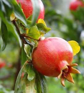 Granadas Frescas de Primera Calidad, Cosechadas en Granja, Fruta Roja Jugosa, Suministro al por Mayor para Mercados Minoristas y Consumo Diario, Ocean Link - Product Image 3