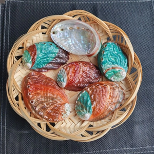 เปลือกหอยเป๋าฮื้อธรรมชาติรูปวงรี วัตถุดิบสำหรับตกแต่งบ้าน งานฝีมือ ทำเครื่องประดับ งานหัตถกรรมธีมธรรมชาติ - Product Image 3