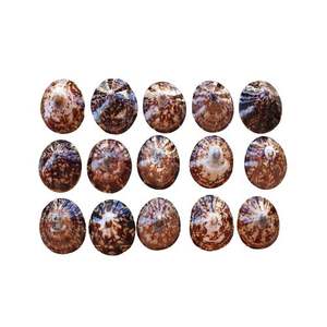 Concha de limpet ovalada de Vietnam de calidad de exportación para colecciones de conchas marinas con acabados naturales pulidos de alto brillo - Product Image 1