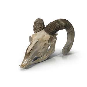 กระโหลกแกะธรรมชาติ - Product Image 4