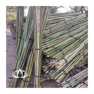 Canne de bambou légère et robuste pour le soutien des plantes et la construction, facile à installer, Vietnam - Product Image 1