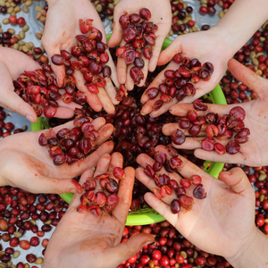Wholesale Vietnam Robusta Green <b>Coffee</b> Beans Natural Sun Dried Strong Body Bulk Supply for Roasters and <b>Distributors</b> - Product Image 6